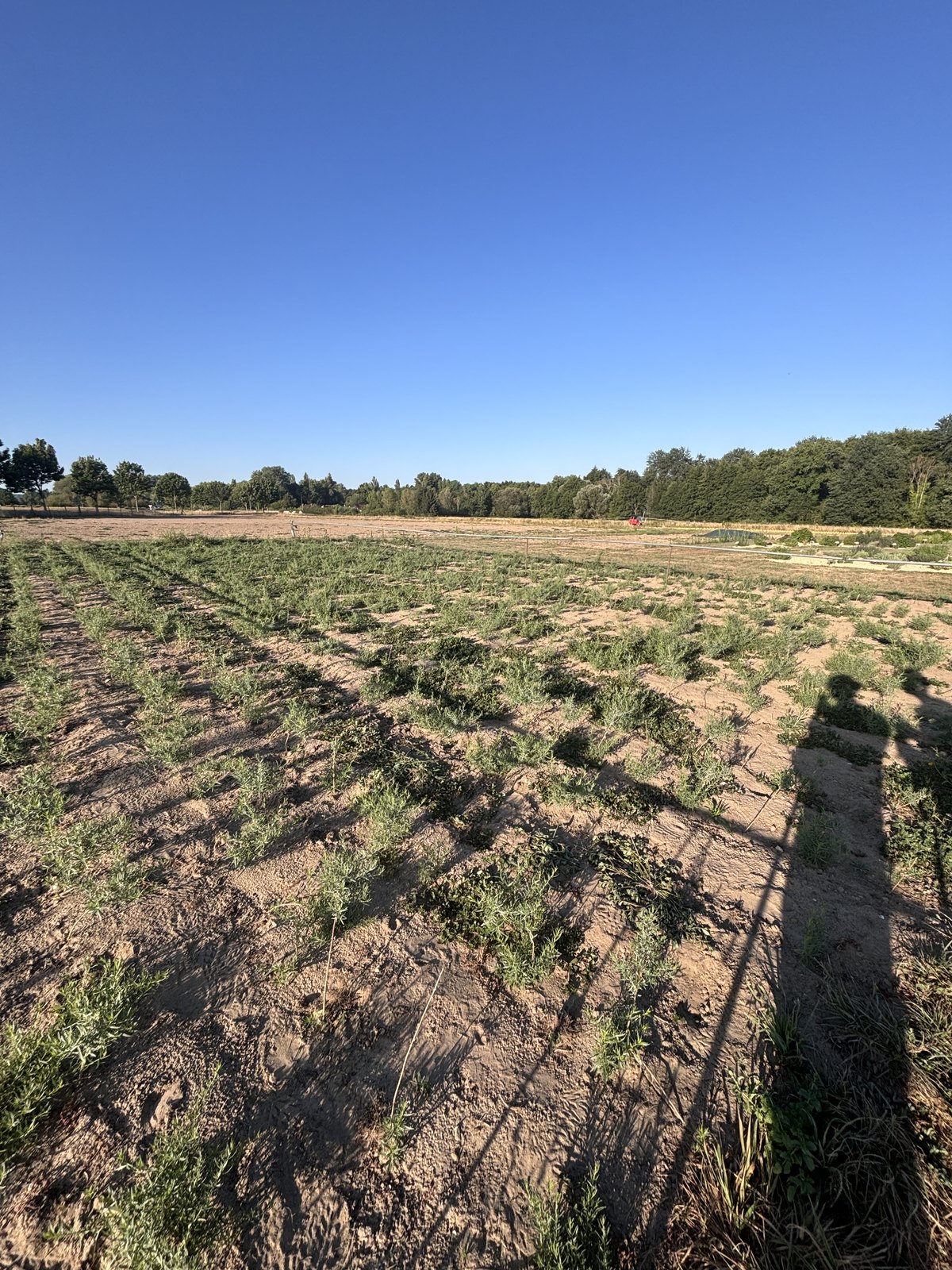 Les champs d'aromatiques de Darégal, où je faisais du sarclage.